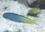 Blenny Forktail, Fangblenny Yellowtail