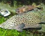 Grouper Panther