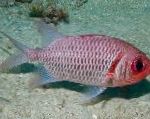Doubletooth Soldierfish