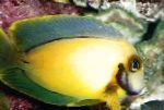фотографија Акваријумске Рибице Имитира Лимуна Танг, Acanthurus pyroferus, жут