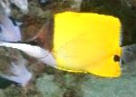 Geltona Ilgašnipis Butterflyfish