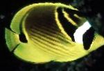 Rakun Butterflyfish