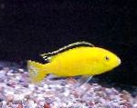 Elettrico Cichlid Giallo