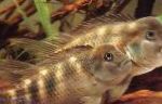 Buffalo Head Cichlid