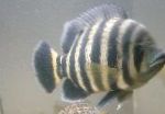 Buttikoferi Cichlid 