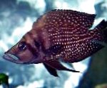 Calvus Cichlid