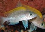 Caudopunctatus Cichlid