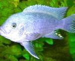 Cobalt Blue Zebra Cichlid