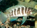 Cylindricus Cichlid