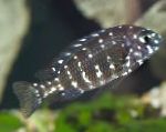 Duboisi Cichlid