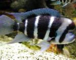 Frontosa Cichlid