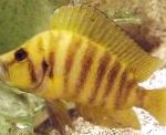 Gold Head Compressicep Cichlid