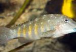 Jeweled Goby Cichlid