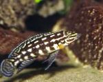 Marlieri Cichlid