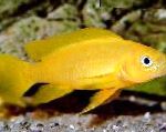 Citroen Cichlid, Oranje Leleupi Cichlid