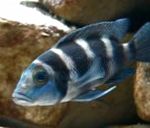 Cichlid Tretocephalus