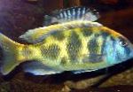 Venustus Cichlid. Giraff Cichlid