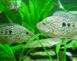 Cichlid Texas Glas