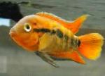 Rainbow Cichlid მახასიათებლები და ზრუნვა