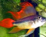 Cockatoo Cichlid