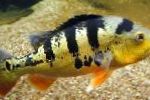 Cichlid Таспа