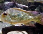 Surinamen Geophagus care and characteristics