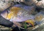 Acara Threadfin