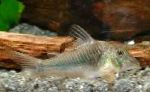Freshwater Fish Corydoras ellisae Photo