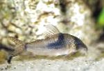 Northern Longnose Cory