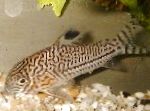 Corydoras Trilineatus