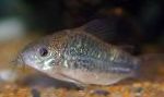 Corydoras Undulatus cuidado y características