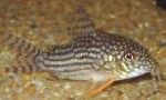 Corydoras Sterba (Sterba Сом)