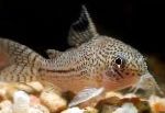 Corydoras Julii的