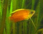 Miere Pitic Gourami