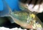 Emerald Catfish characteristics and care