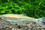 フォト 観賞魚 Iguanodectes Spilurus, ゴールド