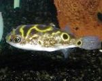 Eyespot Kirpi Balığı