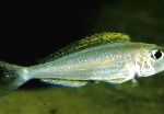 Gulur Sandur Cichlid