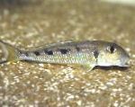 Nuotrauka Akvariumas Žuvys Xenotilapia Ochrogenys, taškuotas