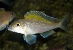 Photo Aquarium Fish Spilopterus, Xenotilapia spilopterus, Silver