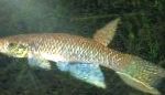 照 观赏鱼 Aphyolebias, 褐色