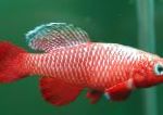 fotografie Akvarijné Ryby Nothobranchius, červená