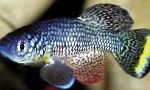Photo Aquarium Fish Nothobranchius, Spotted