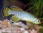 фотографија Акваријумске Рибице Нотхобранцхиус, Nothobranchius, светло плава