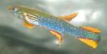 фотографија Акваријумске Рибице Апхиосемион, Aphyosemion. Scriptaphyosemion, светло плава