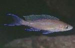 Photo Aquarium Fish Paracyprichromis, Brown