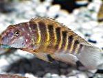 Röndóttur Goby Cichlid