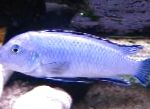 Pulveris Zils Cichlid