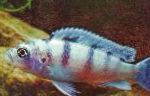 フォト 観賞魚 PseudotropheusのLombardoi, Pseudotropheus lombardoi, ライトブルー