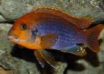 Ryðgaður Cichlid